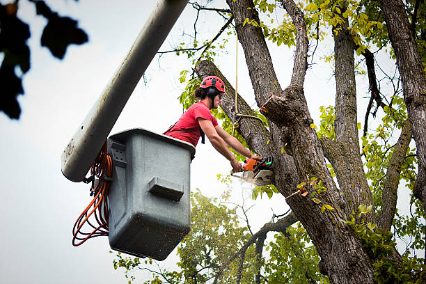 Best Tree Preservation Services  in Orrville, OH